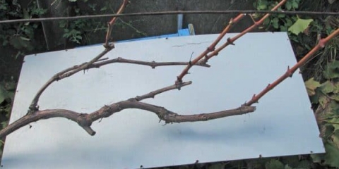 Obrezivanje grožđa za zimu - da li trebam podrezati i kako to učiniti ispravno